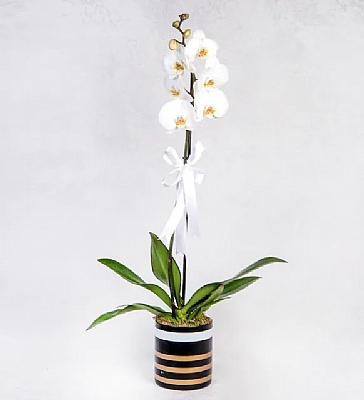 zel Vazoda Tekli Beyaz Orkide